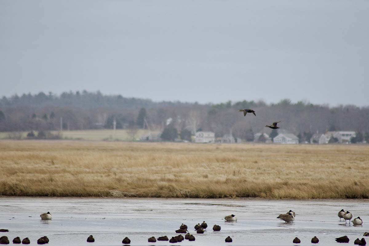 Richard King Mellon Foundation Awards $1 Million to Protect Prairie Potholes 